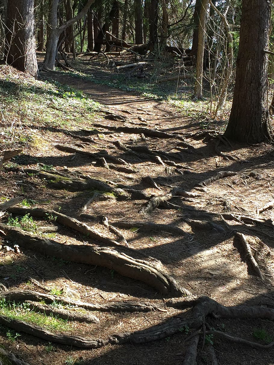 roots, path, tree with roots, difficult path, forest, nature HD wallpaper