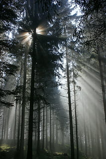 sun rays seeping through pine trees in forest, back light, sunbeam HD wallpaper