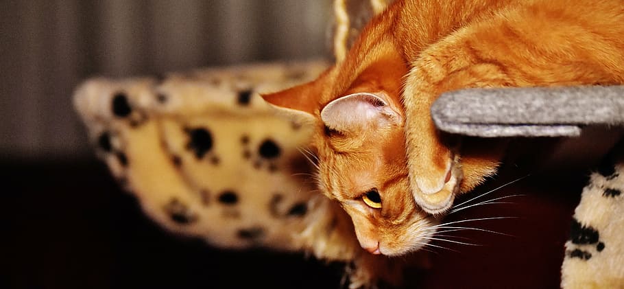orange Tabby cat, red, funny, cute, mackerel, tiger, sweet HD wallpaper
