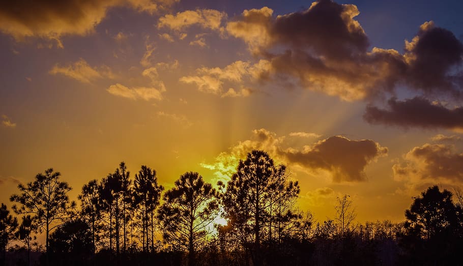 sunset, everglades, south, sky, tree, cloud - sky, beauty in nature HD wallpaper