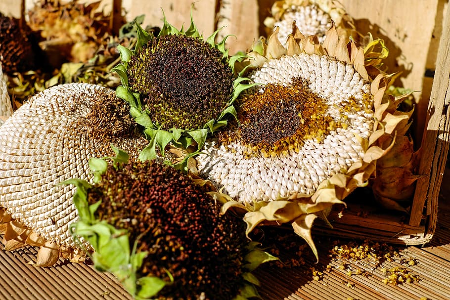 sunflowers, stranded tramples over, seeds, structure, dry, autumn HD wallpaper