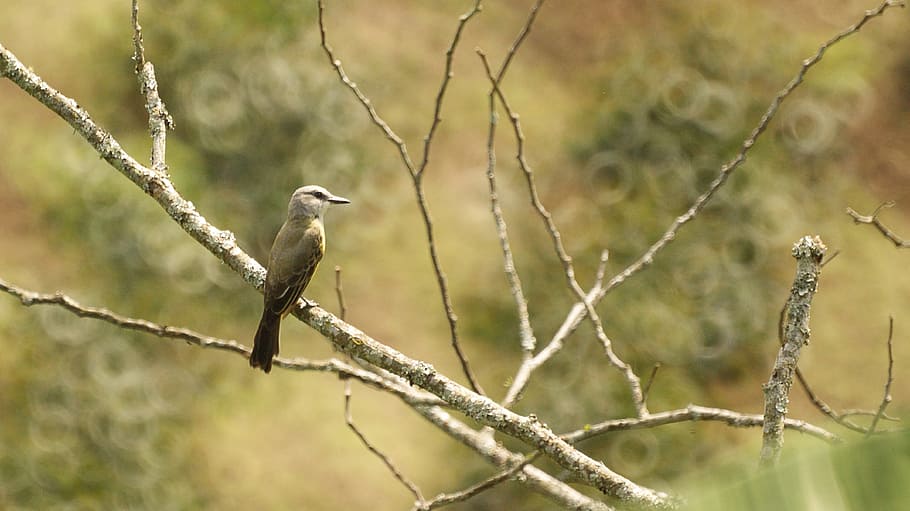 nature, forest, ave, bird, colombia, animal wildlife, animals in the wild HD wallpaper