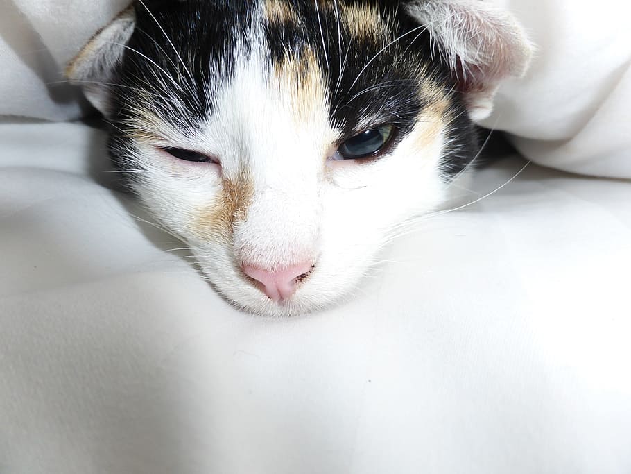 cat, black, white, snuggle, tired, whiskers, cute, charming HD wallpaper