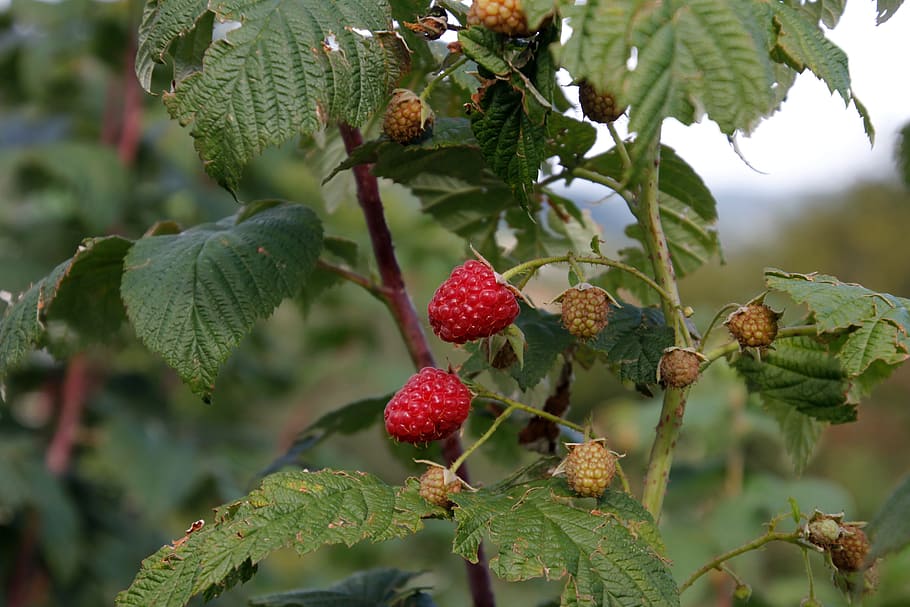 raspberry, bush, red, autumn, berries, nature, fruits, garden HD wallpaper