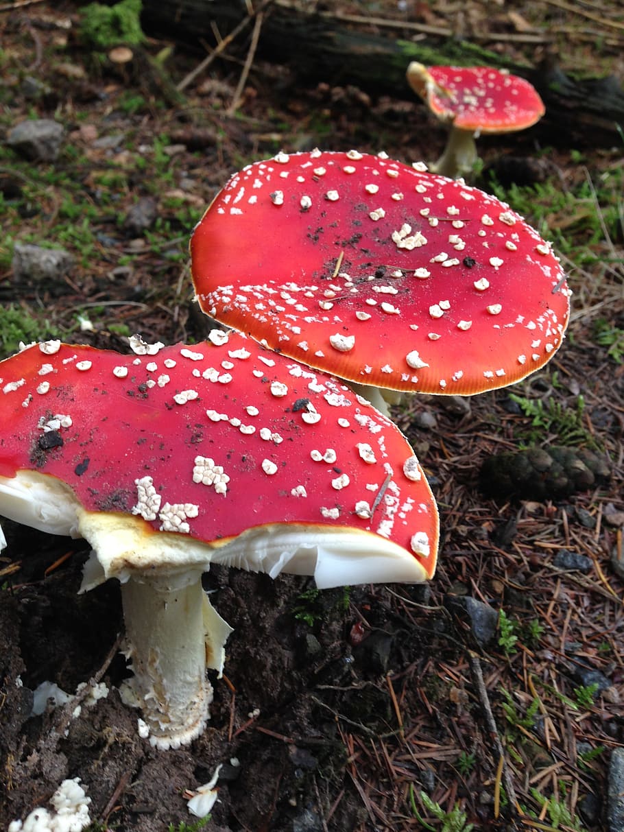 fly agaric, red toadstools, forest floor, mushroom, toxic, spotted HD wallpaper