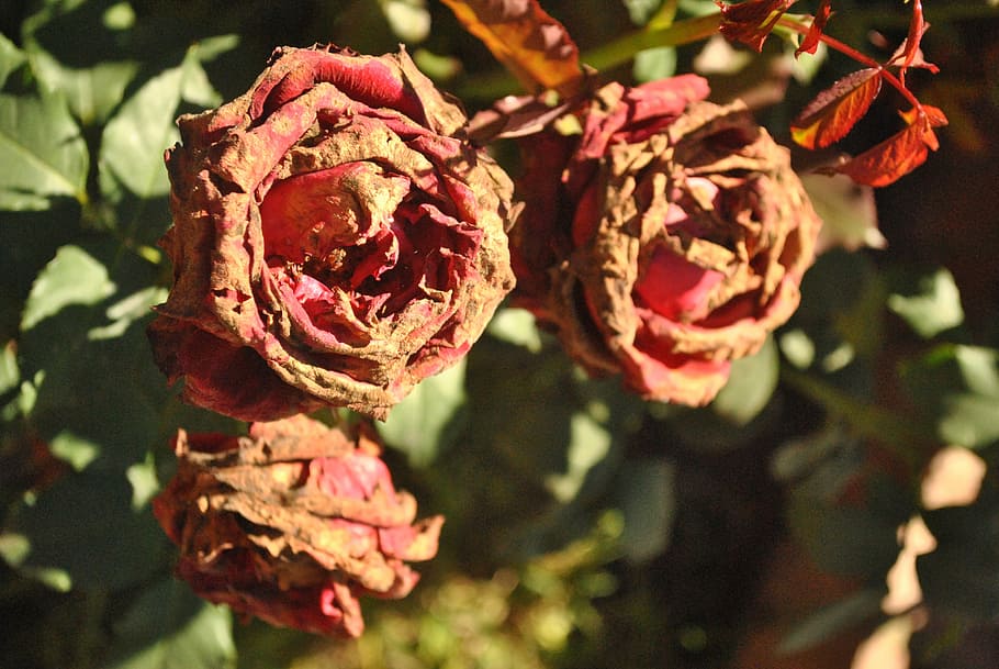 Dry, Roses, Red, Dead, Flower, dry roses, dead flower, withered, HD wallpaper