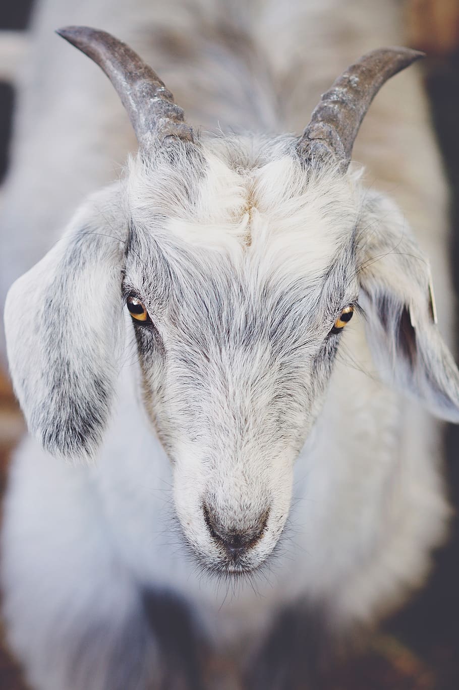 Markhor Pakistan wild goat animal goat National Animal Capra  Falconeri HD phone wallpaper  Peakpx