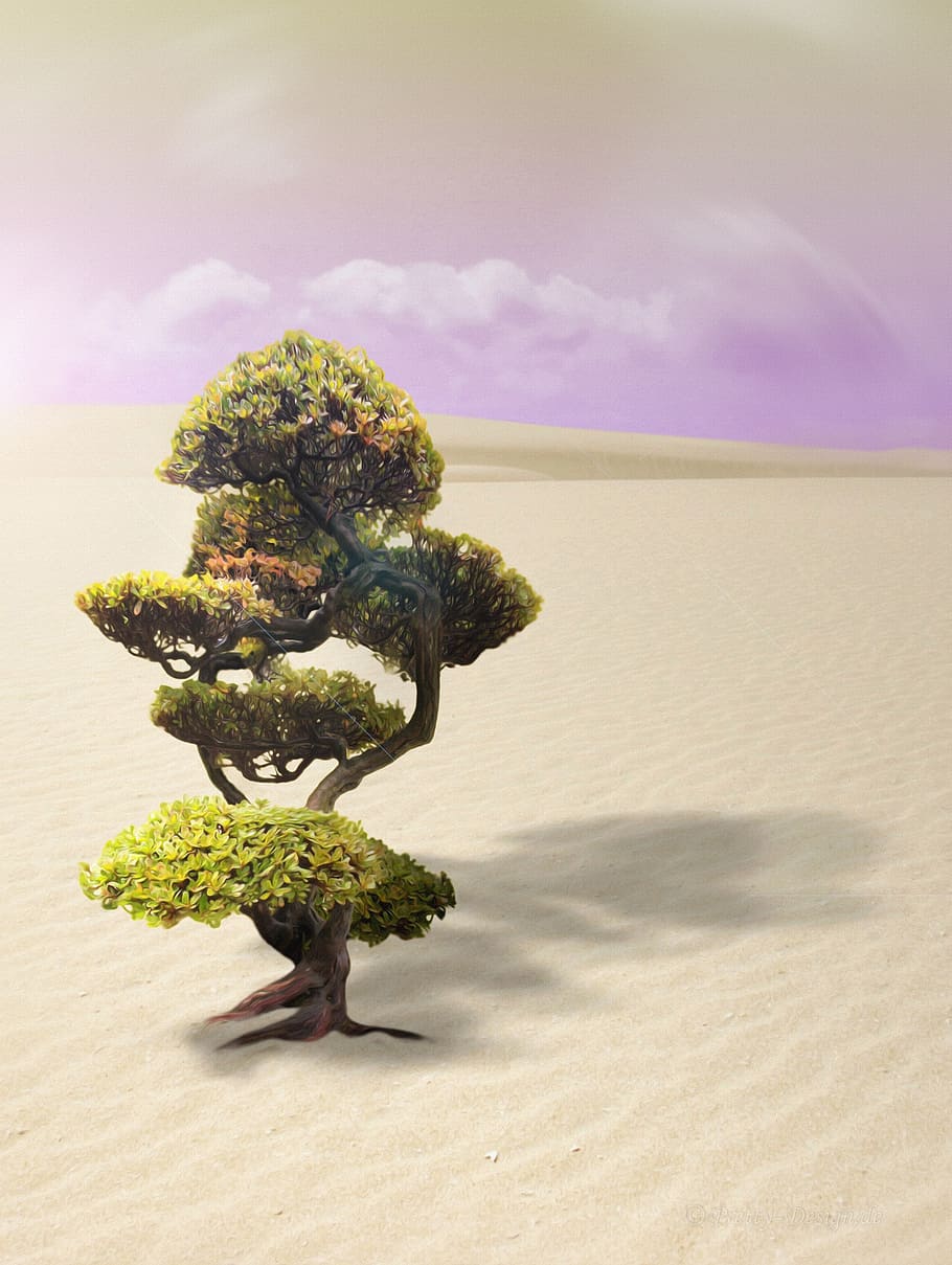 green leafed tree in middle of desert, bonsai, sand, dry, nature HD wallpaper
