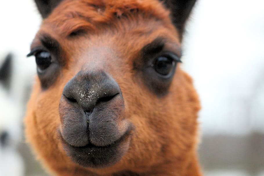 alpaca, animals, wool, fur, mammal, fluffy, wildlife photography HD wallpaper