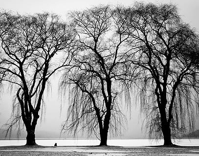 black-and-white, trees, winter, branches, three, bare tree, plant HD wallpaper