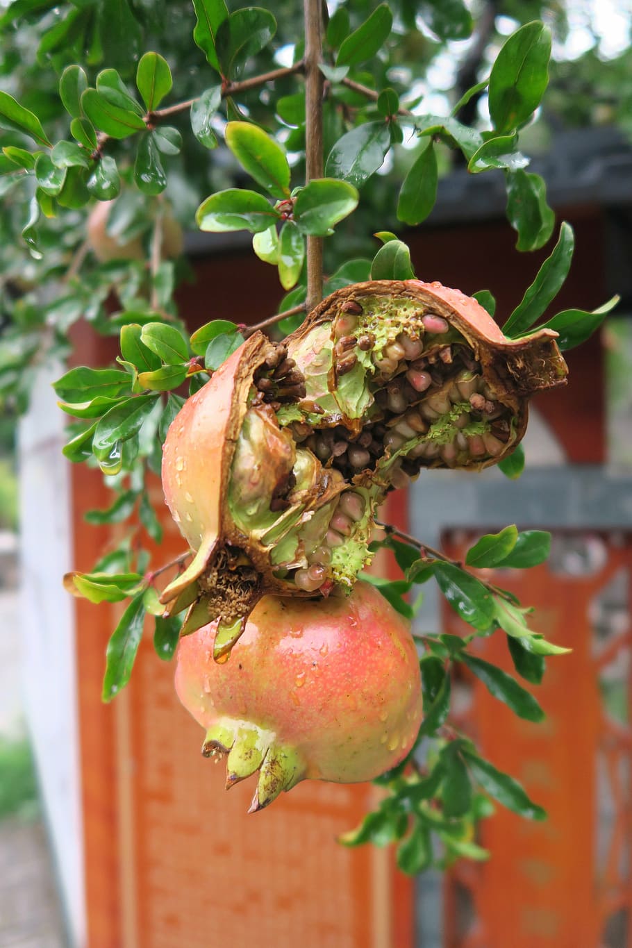 pomegranate, china, fruit, close, exotic, food, asia, delicious HD wallpaper
