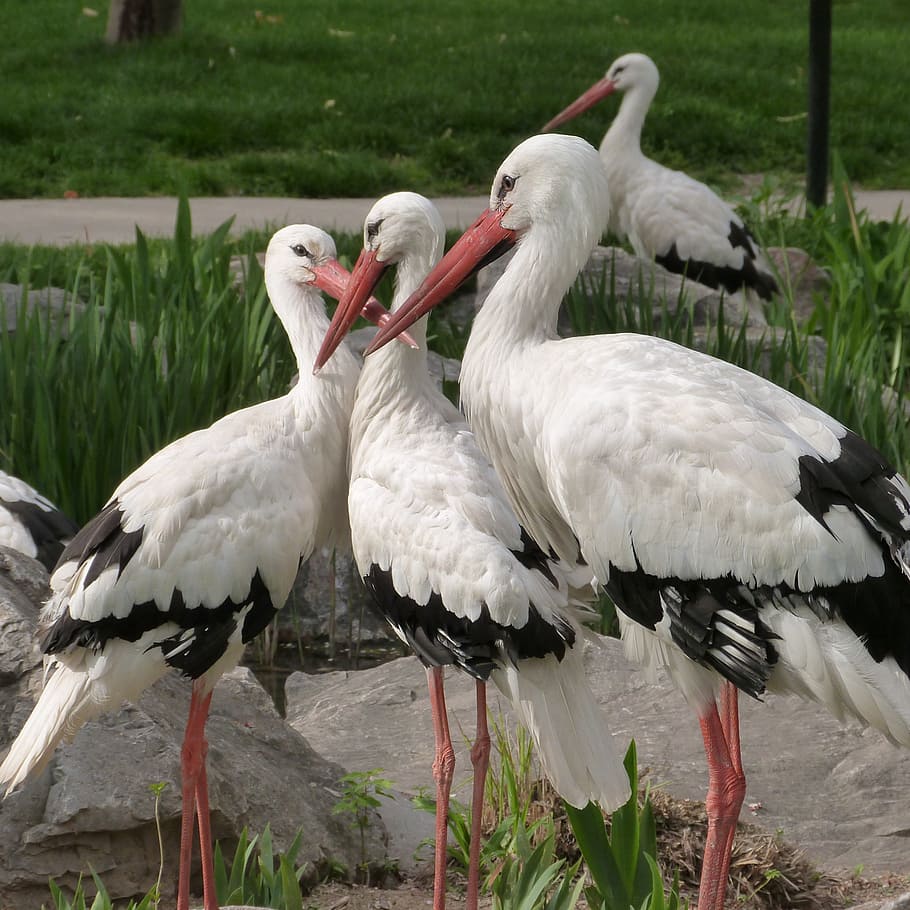 flock of white storks standing near green leaf plants, bird HD wallpaper