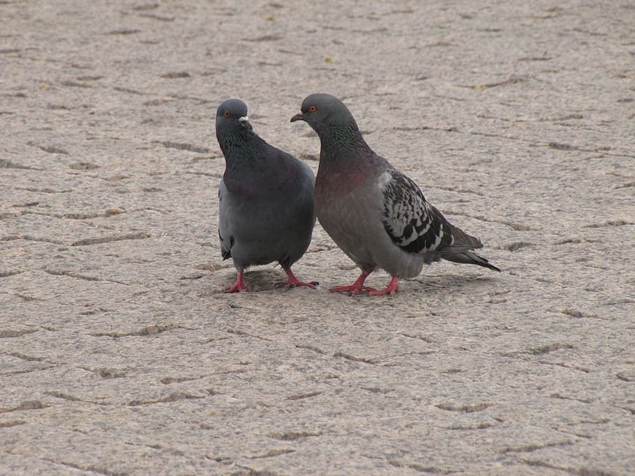 Love, Dove, Pigeons, Spring, Birds, animals in the wild, animal wildlife HD wallpaper