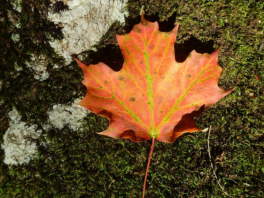 maple, leaf, fall, autumn, orange, moss, forest, pickering HD wallpaper