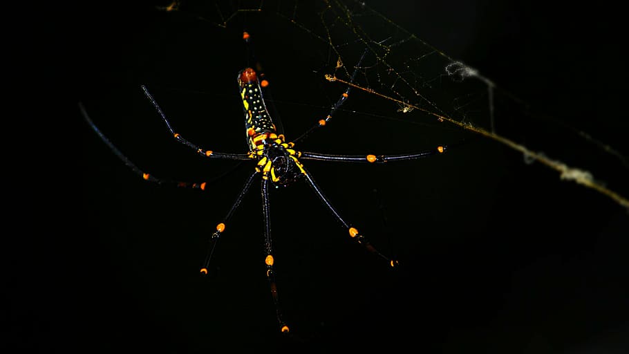 spider, black, yellow, web, macro, scary, nature, poisonous HD wallpaper