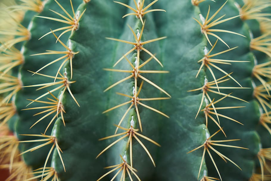 green cactus plant, Dea, Needle, Macro, flower picture, garden HD wallpaper