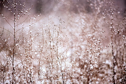selective focus photography of baby's breath floweres, plants HD wallpaper