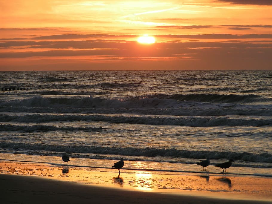 Seagull, Sea, Beach, Sunset, seagulls, bird, animals, water HD wallpaper