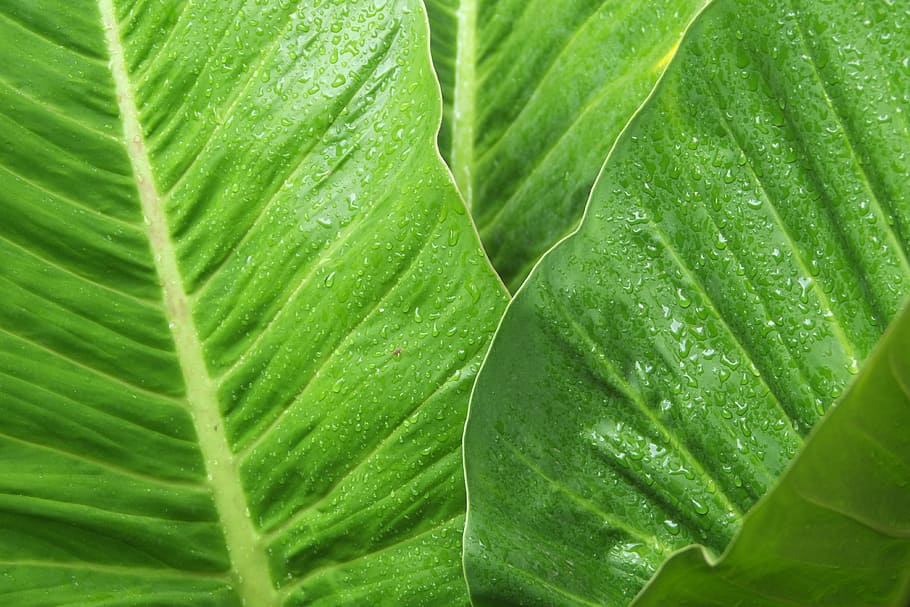 green, leaf, leave, water, plant, eco, ecology, environment HD wallpaper