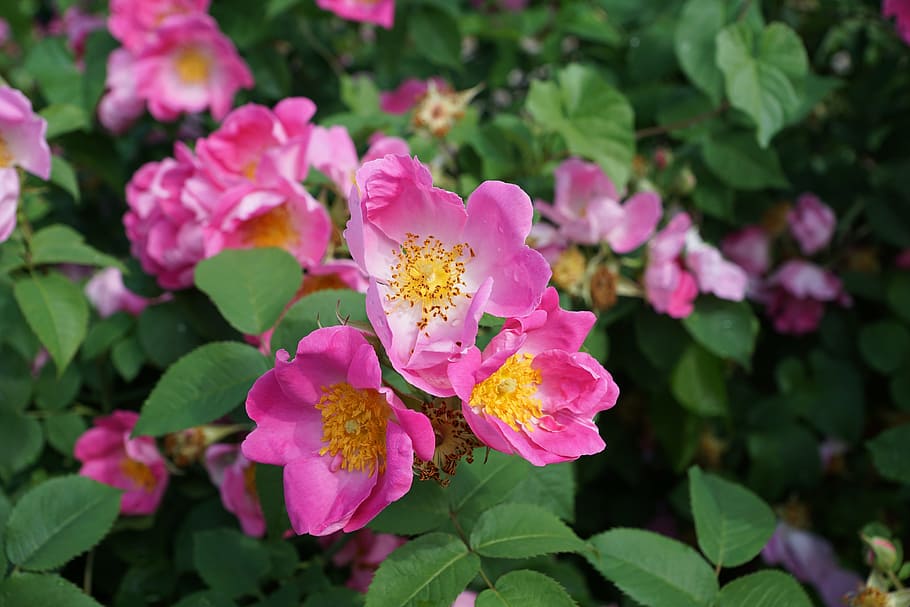 selective focus photo of pink roses, rose hip, blossom, bloom, HD wallpaper
