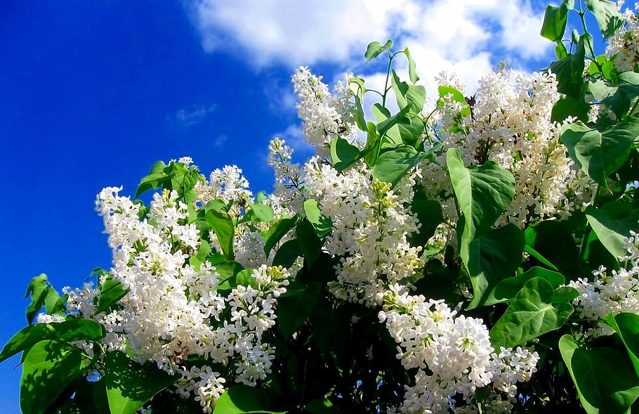 White, Flowers, Spring, without, plant, leaf, nature, green color HD wallpaper