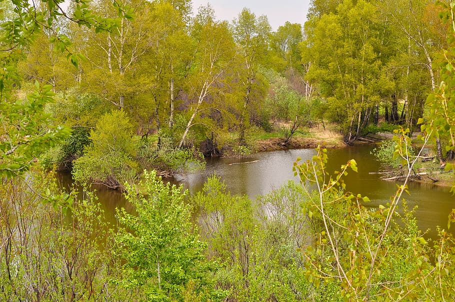 forest, nature, river, trees, flora, floral, woods, environment HD wallpaper