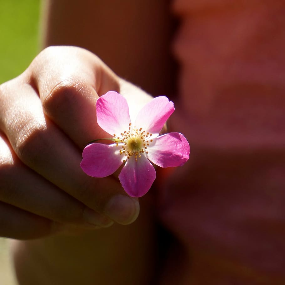 person holding pink rose flower, a flower for you, show, reach out, HD wallpaper