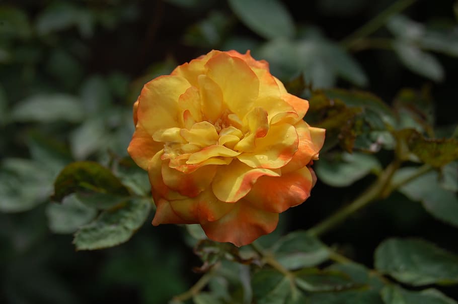 rose, is, best, flower, flowering plant, beauty in nature, vulnerability HD wallpaper