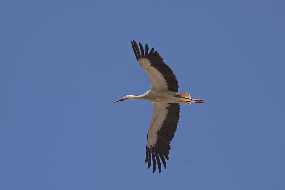 worms eye view of white bird flying on sky, stork, white stork
