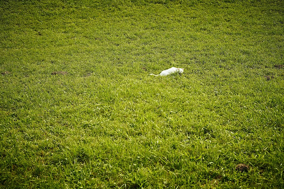 White, Meadow, Grass, Domestic Cat, pet, mieze, adidas, white cat HD wallpaper