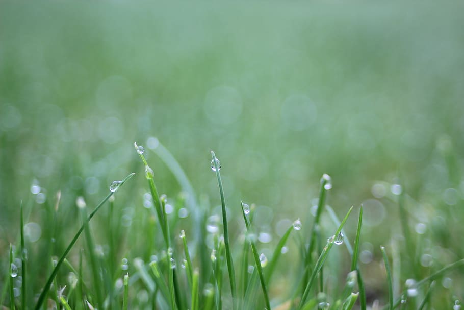 dew, grass, drop, growth, rain, waterdrop, plant, beauty in nature HD wallpaper