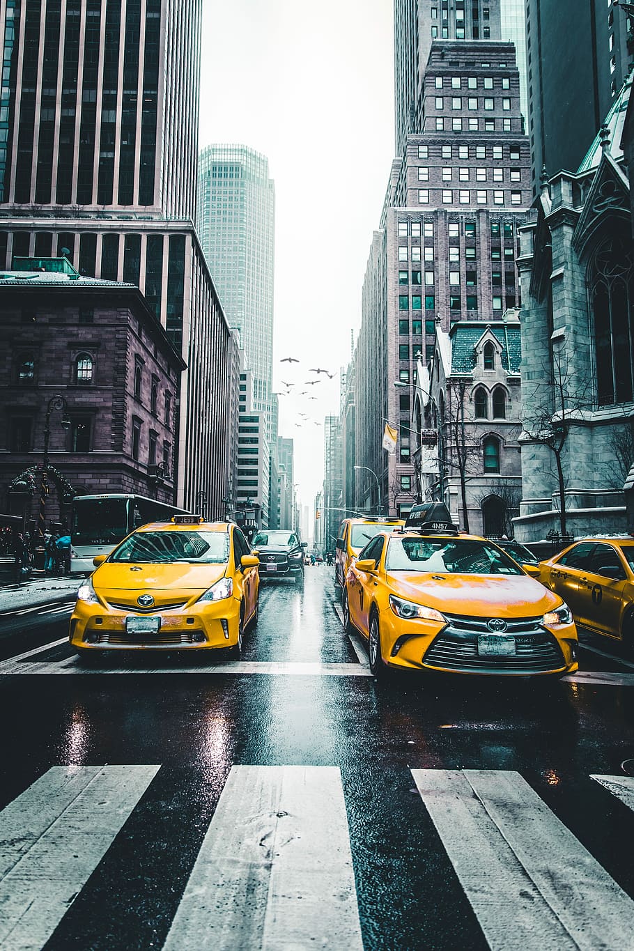 several car between of skycraper, yellow cars stopped near pedestrian lane HD wallpaper