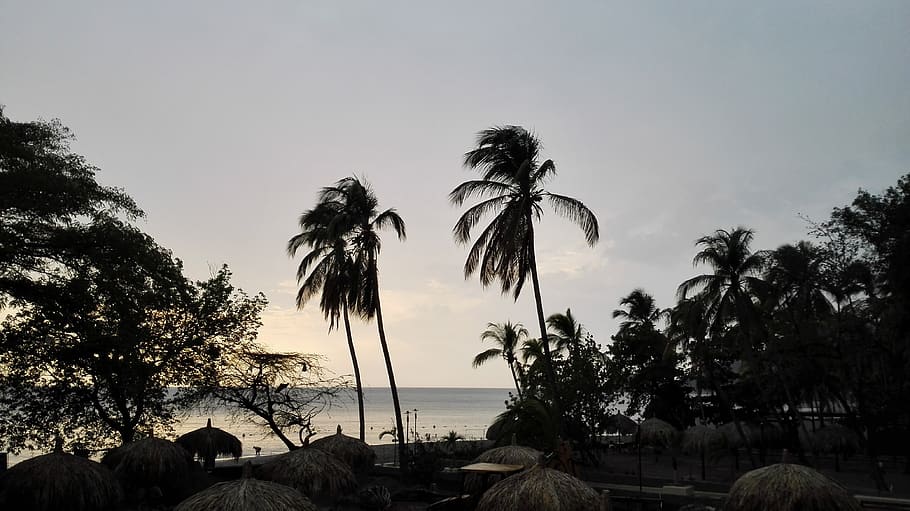 palmas, beach, sunset, sea, tree, sky, plant, palm tree, tropical climate HD wallpaper