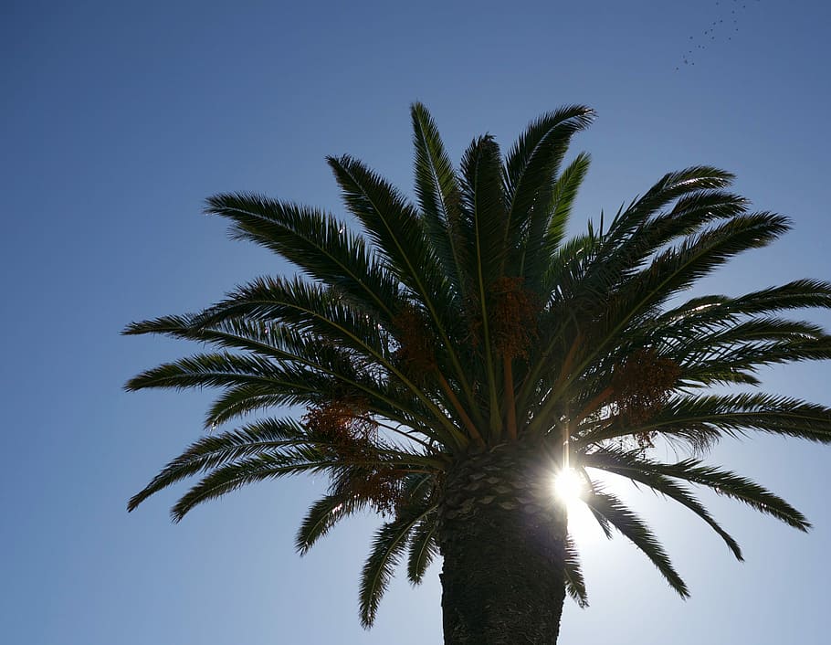 Tree, Growth, sky, bright, palm tree, silhouette, no people HD wallpaper