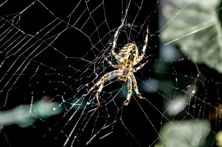 spider, network, cobweb, close, nature, arachnid, strained networks HD wallpaper