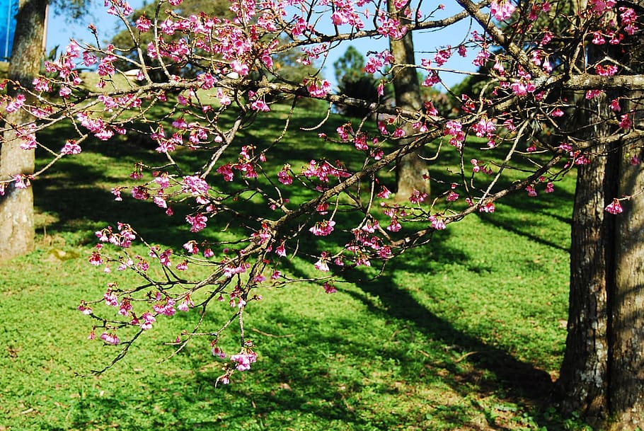 flower, cherry, spring, nature, plant, growth, flowering plant HD wallpaper