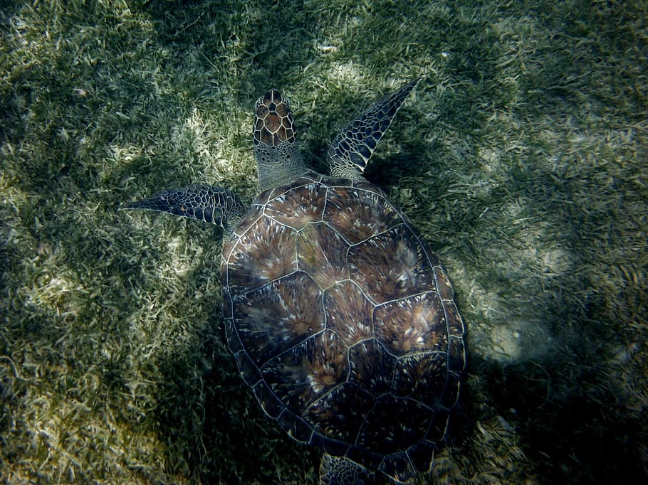 Turtle, Seabed, diving, animal, underwater, nature, reptile HD wallpaper