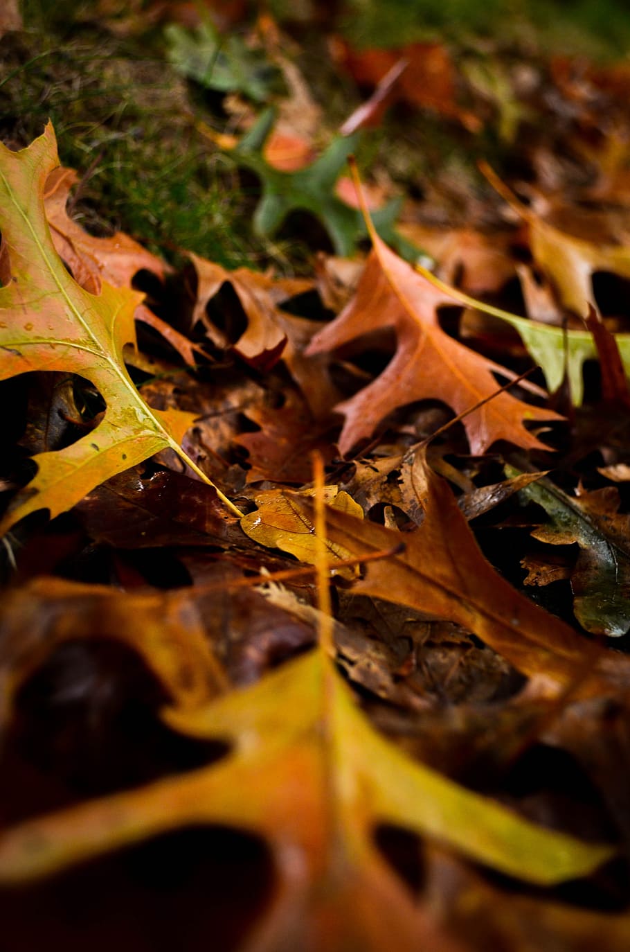 autumn, fall, leaves, falling leaves, nature, beautiful british columbia HD wallpaper
