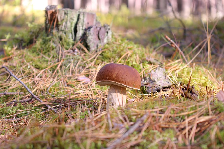 Boletus Edulis, Mushroom, autumn, forest, mushrooms, collect, HD wallpaper