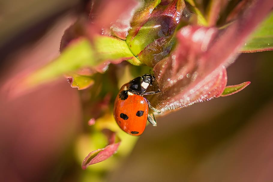 ladybug, macro, nature, insect, beetle, close, points, red HD wallpaper
