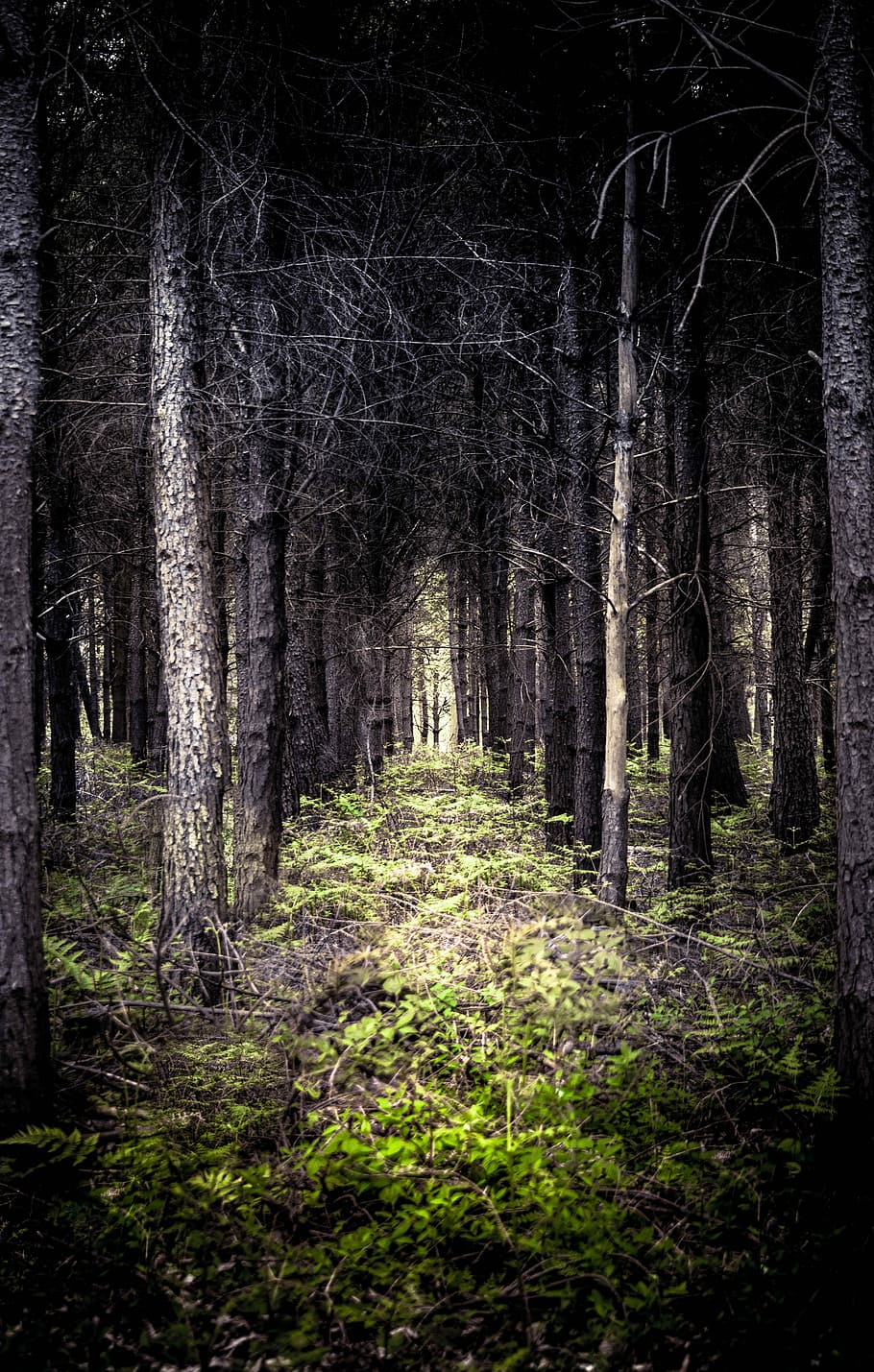 trees surrounded with green leaf plants during daytime, forest HD wallpaper