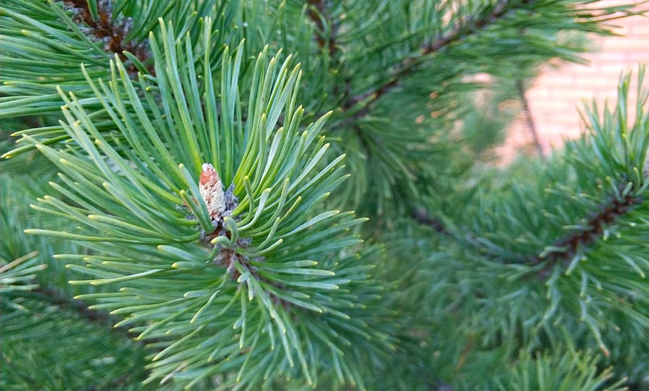 needle, pine, tree, evergreen, green color, plant, growth, leaf HD wallpaper