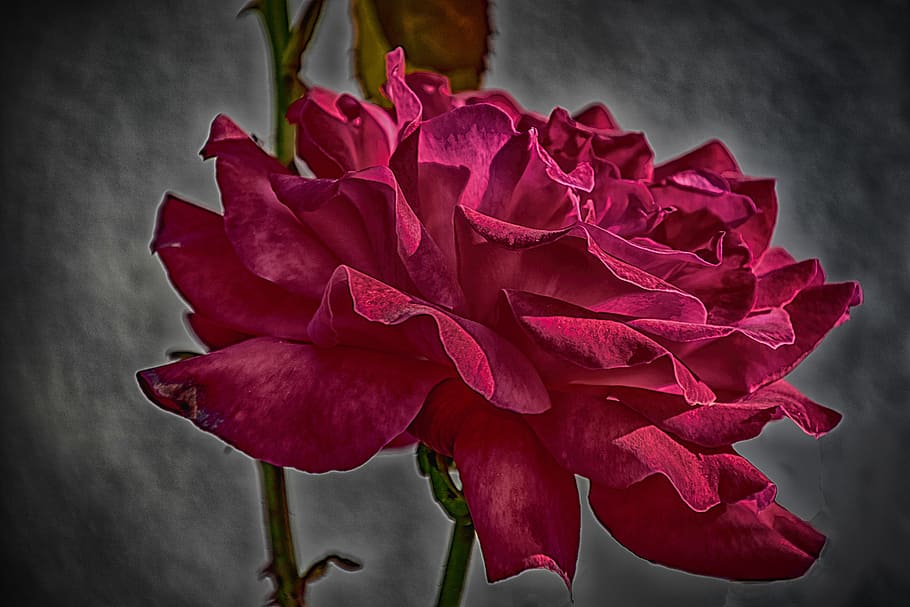 rose, red, pretty, nature, petal, plant, flower, backgrounds HD wallpaper