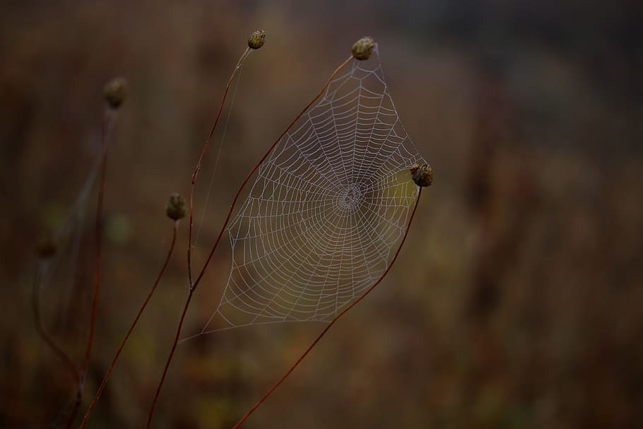 spider web, wet, hooked, place, dew, drops, nature, fragility HD wallpaper