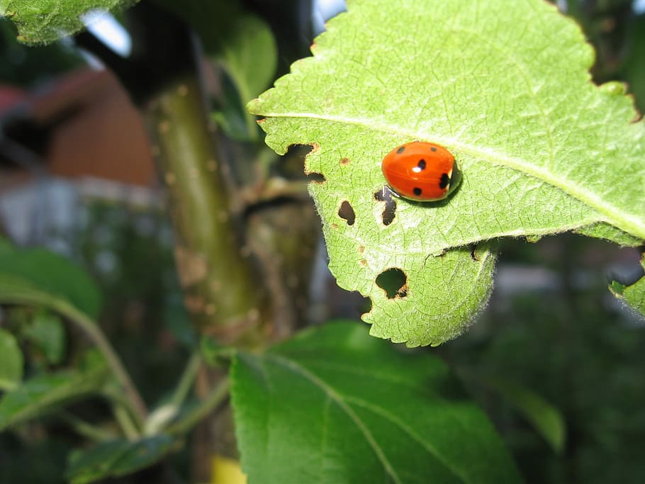 Pasture, Ladybug, Nature, Insect, Leaf, green, one animal, animal themes HD wallpaper