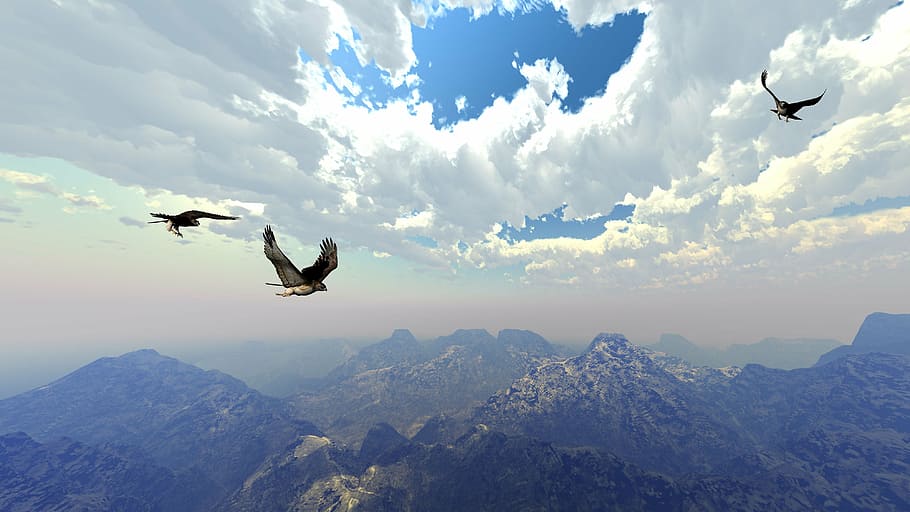 two gray eagles soaring, digital art, computer graphic, artwork HD wallpaper