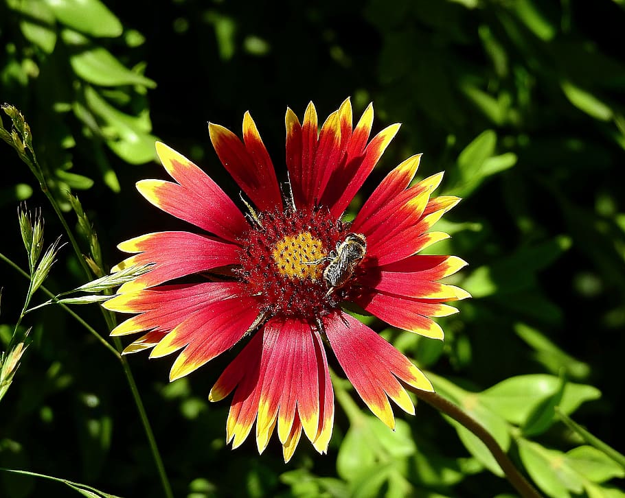 flower, pollination, bee, nature, flowering plant, growth, beauty in nature HD wallpaper