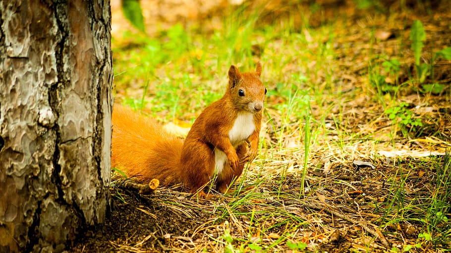 the squirrel, forest, ruda, tree, nature, twigs, rodent, closeup HD wallpaper