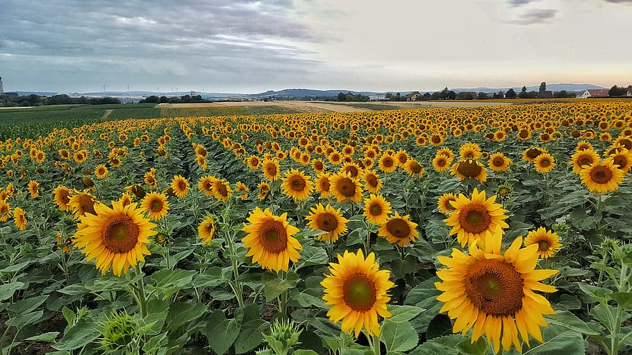 bed of sunflowers, nature, sky, flowering plant, yellow, growth HD wallpaper