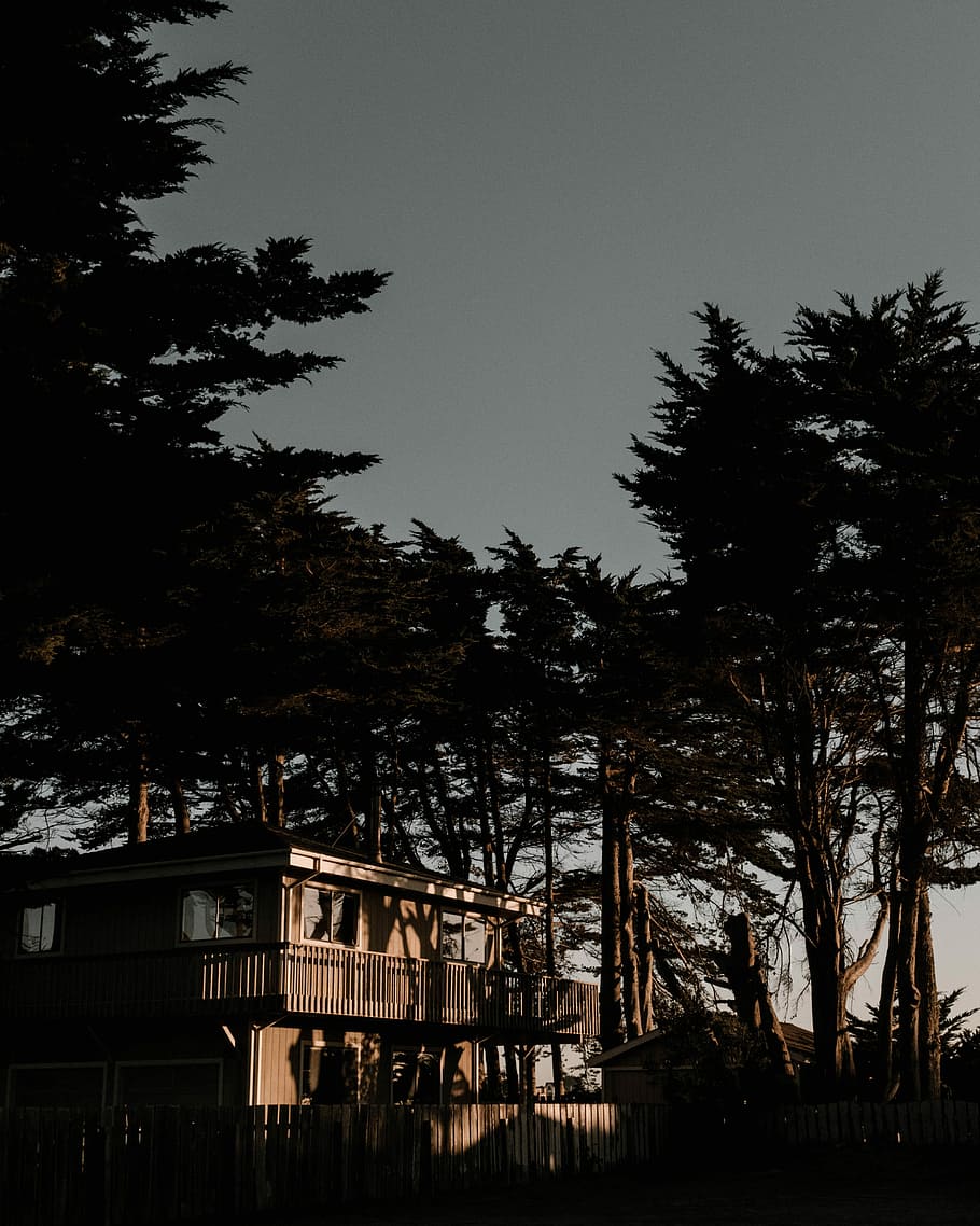 cabin surrounded with trees, building, architecture, wooden HD wallpaper